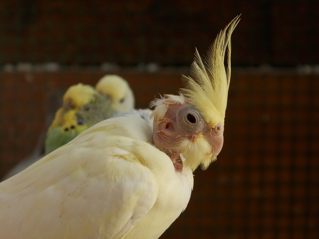 Cockatiel, Gofruotojo Parapetai, Paukščiai, Gyvūnai, Nemokamos Nuotraukos,  Nemokama Licenzija