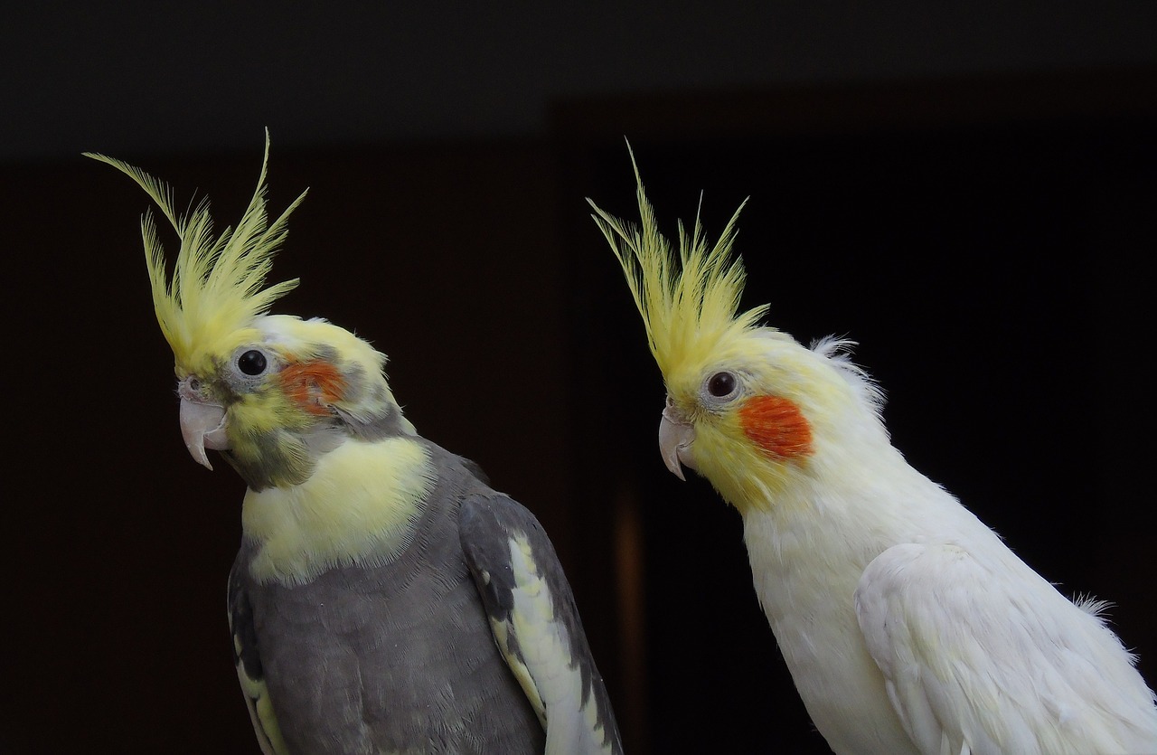 Cockatiel, Papūga, Kakadu, Paukštis, Iš Arti, Gyvūnai, Australia, Portretas, Pora, Pora