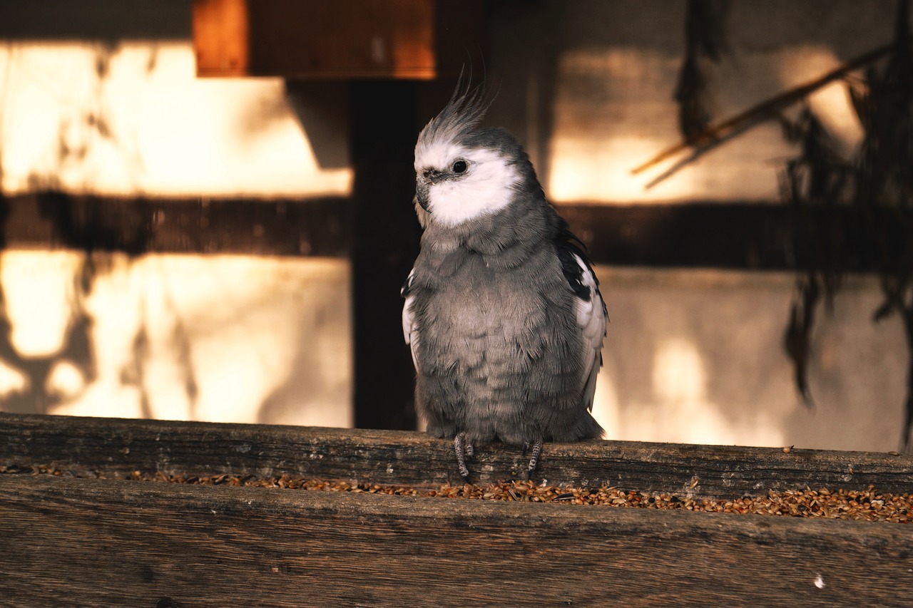 Cockatiel, Paukštis, Gyvūnų Pasaulis, Parakeet, Gyvūnai, Pavarų Dangtis, Australia, Pilka, Augintiniai, Gamta