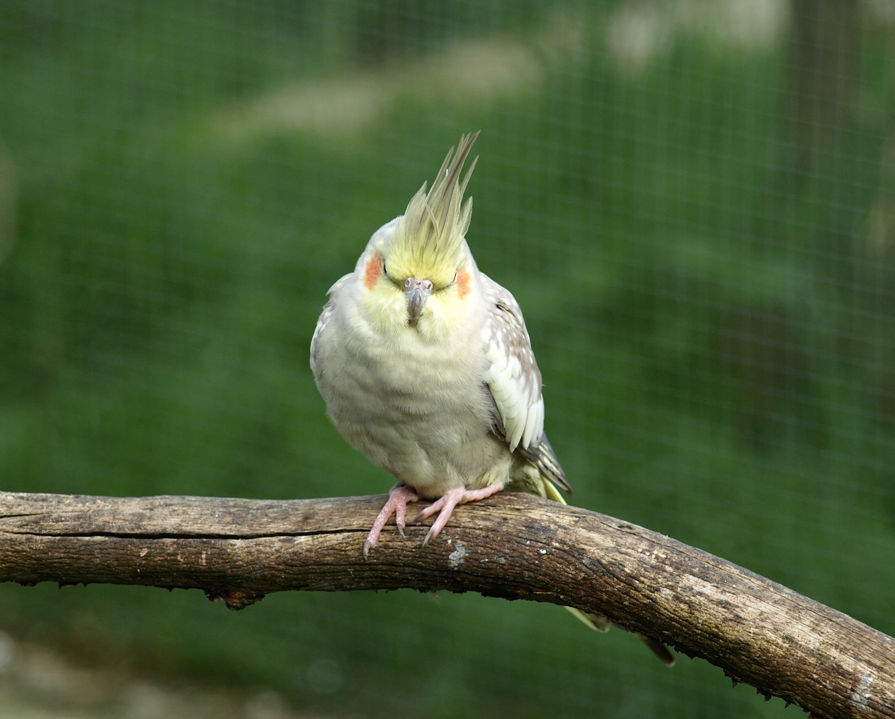 Cockatiel, Parakeet, Paukštis, Nymphicus Hollandicus, Nemokamos Nuotraukos,  Nemokama Licenzija