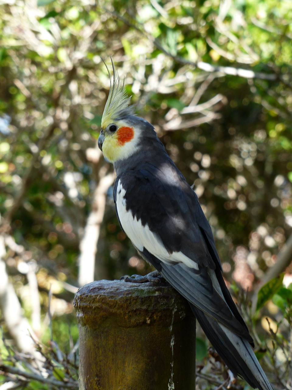 Cockatiel, Parakeet, Paukštis, Vyrai, Paukščio Figūra, Nymphicus Hollandicus, Papūga, Psittaciformes, Kakadu, Kakadu Parakeetas