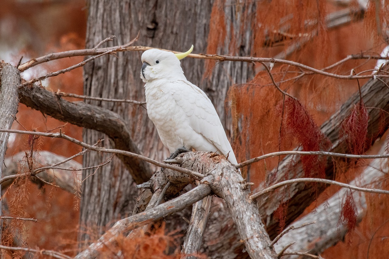 Kakadu,  Paukštis,  Laukinių,  Gyvūnas,  Australijos,  Ruduo,  Oranžinė,  Gyvūnijos, Nemokamos Nuotraukos,  Nemokama Licenzija