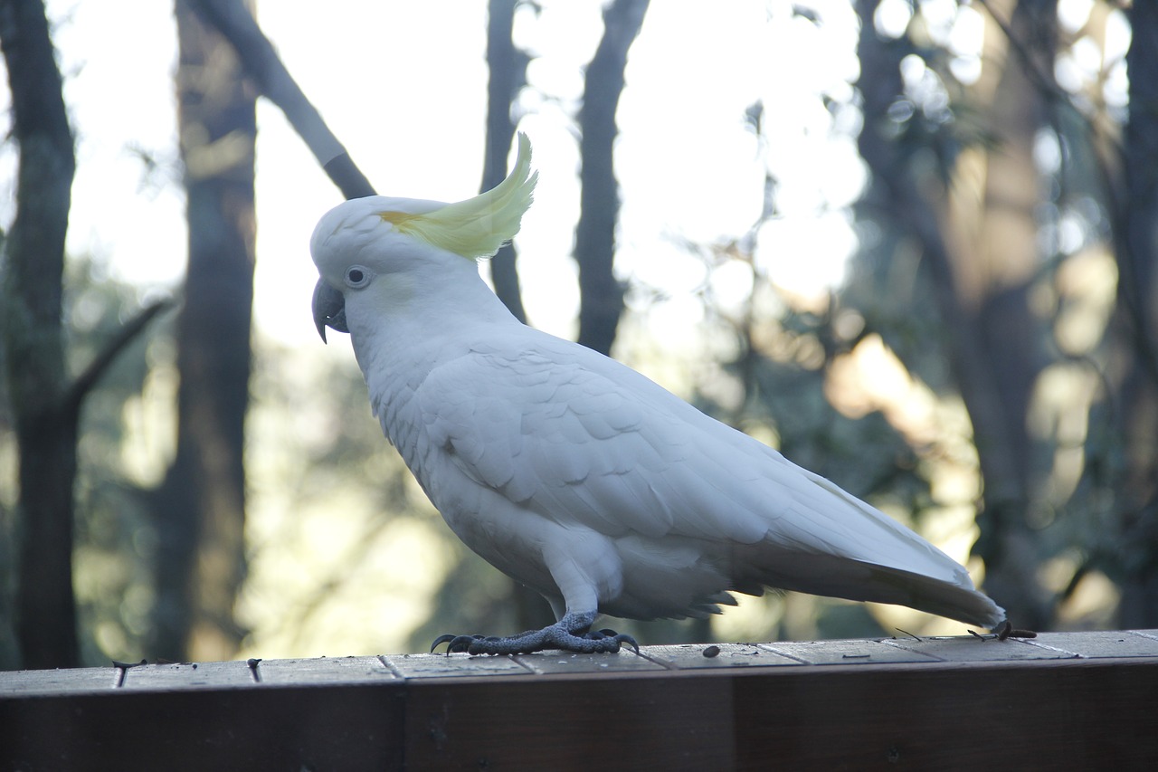 Kakadu,  Australija,  Atogrąžų Miškai,  Medis,  Parrot,  Baltos Spalvos,  Paukštis,  Plunksna,  Plunksnos,  Gyvūnas