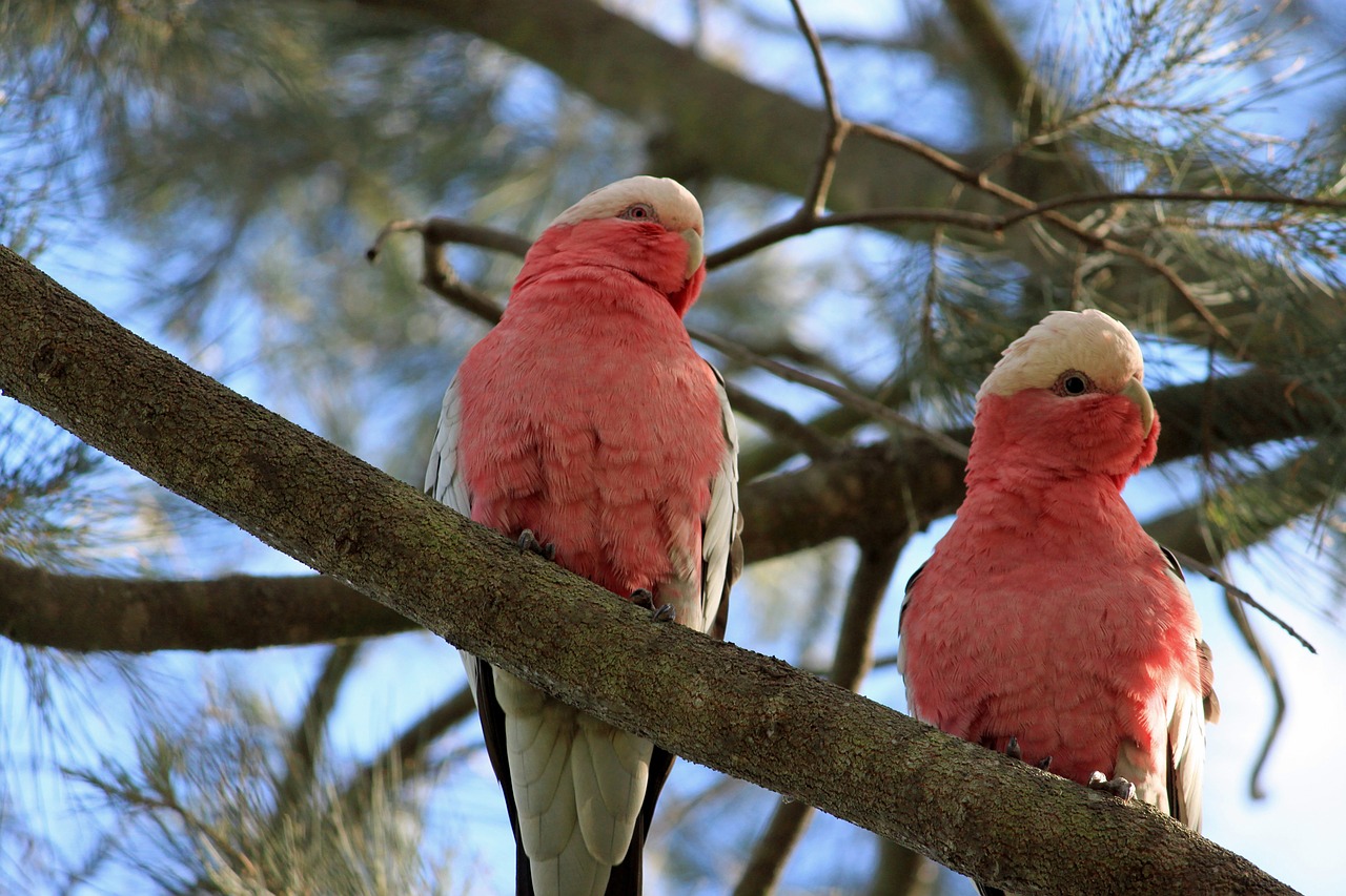 Kakadu, Galah, Australia, Pora, Nemokamos Nuotraukos,  Nemokama Licenzija