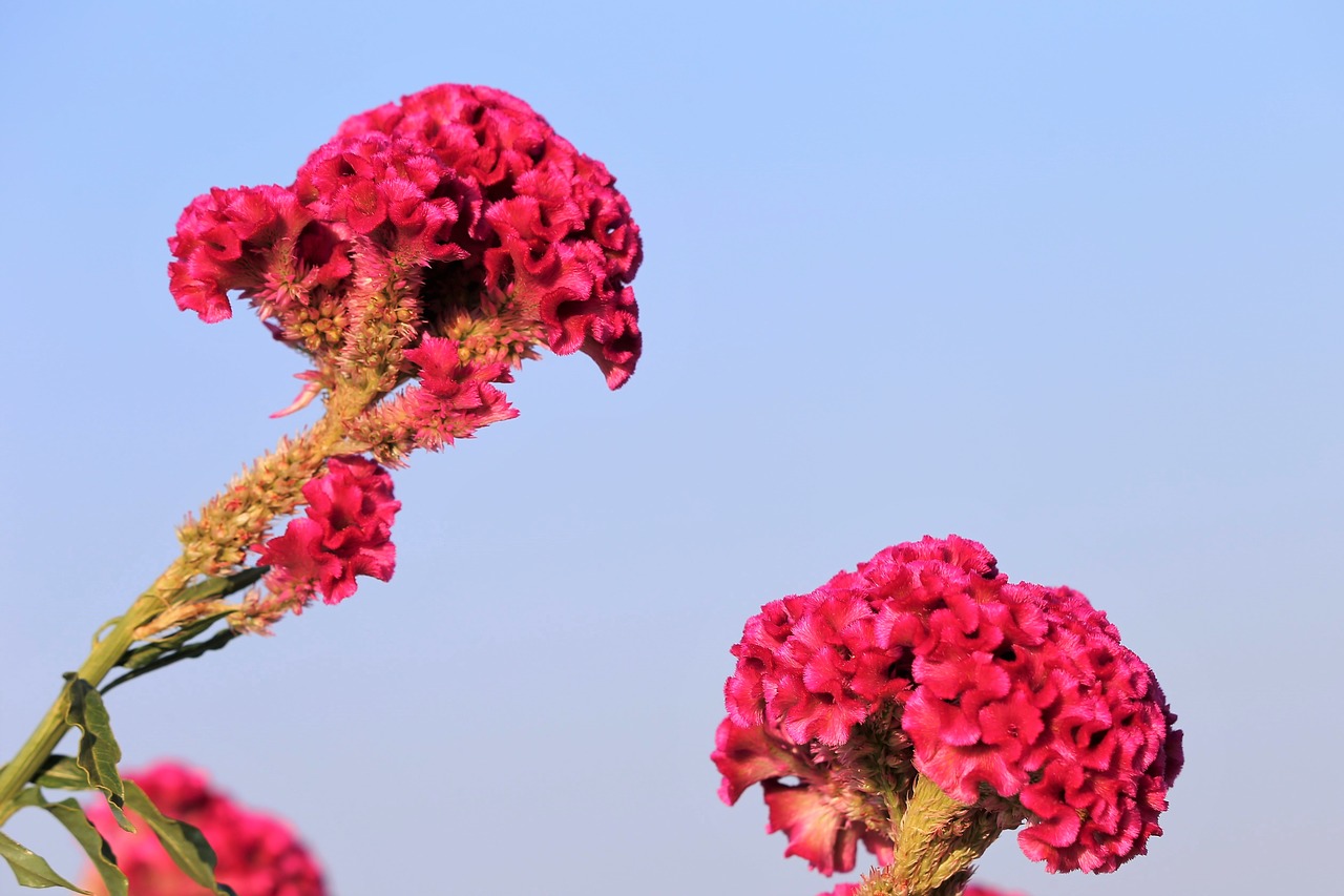 Cockcomb,  Celiozija Argentea,  Augalų,  Vasara,  Vakare,  Floros,  Lapų,  Pobūdį,  Lauko, Nemokamos Nuotraukos