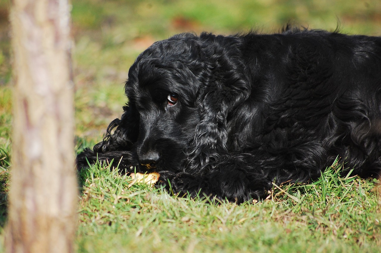 Cocker Spaniel English, Kokerspanielis, Koksininkas, Spanielis, Juoda, Šuo, Šunys, Tai Melas, Poilsio, Jų