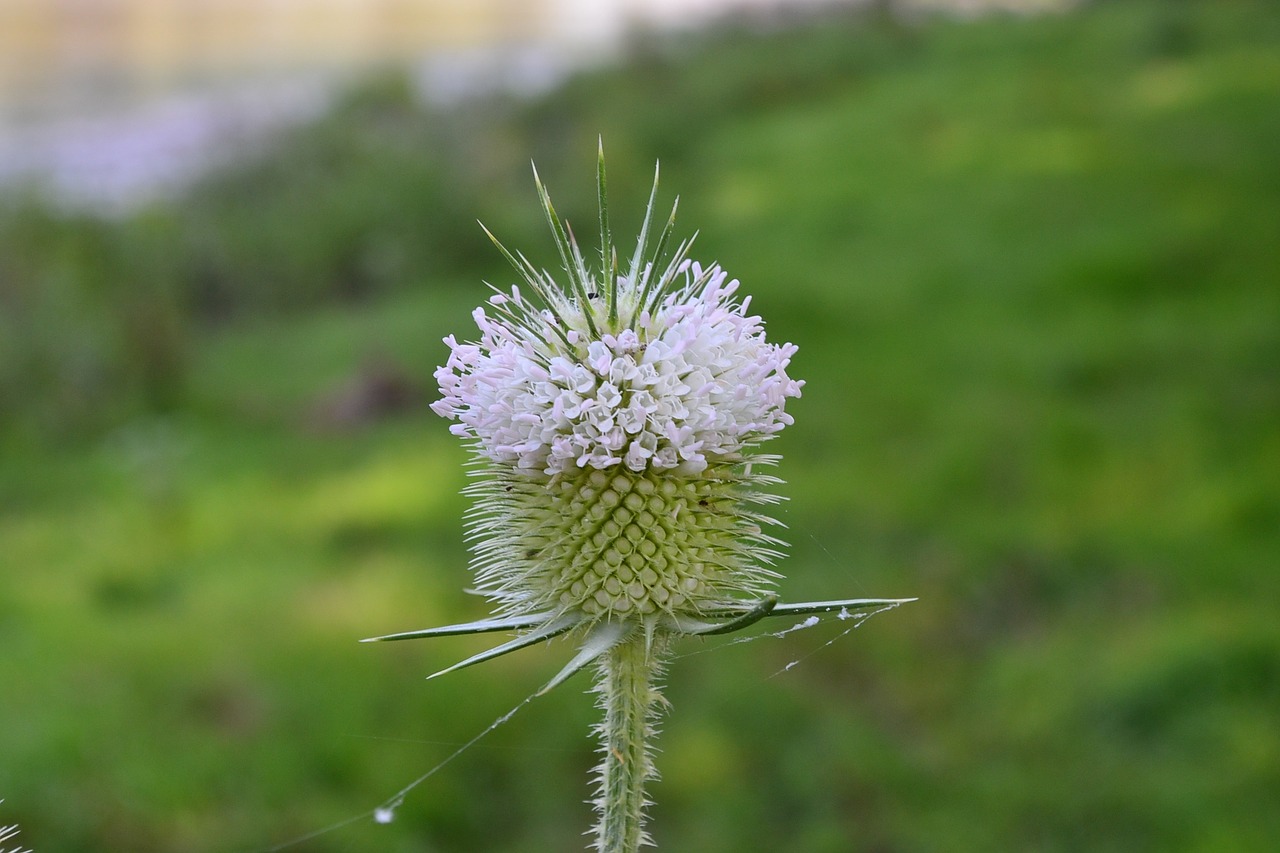 Cocklebur,  Gamta,  Žolė,  Žalias,  Makro,  Žolė,  Sėkla,  Sezoninis,  Cutleaf Darželis,  Dipsacus Laciniatus