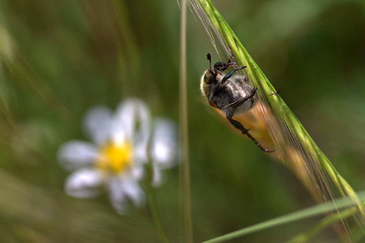 Tarakonas, Gamta, Padermė, Insekta, Iš Arti, Nemokamos Nuotraukos,  Nemokama Licenzija