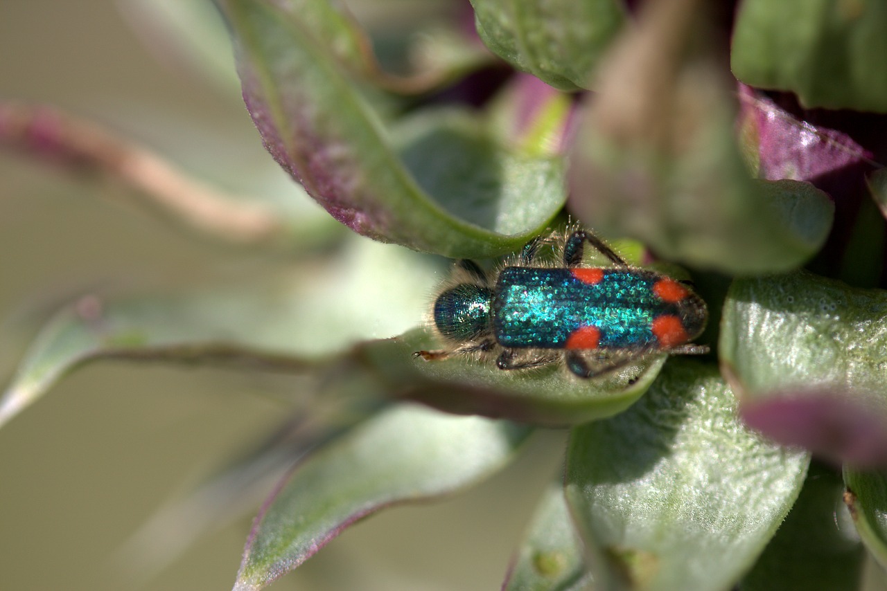 Tarakonas, Žalias, Insekta, Augalas, Nemokamos Nuotraukos,  Nemokama Licenzija