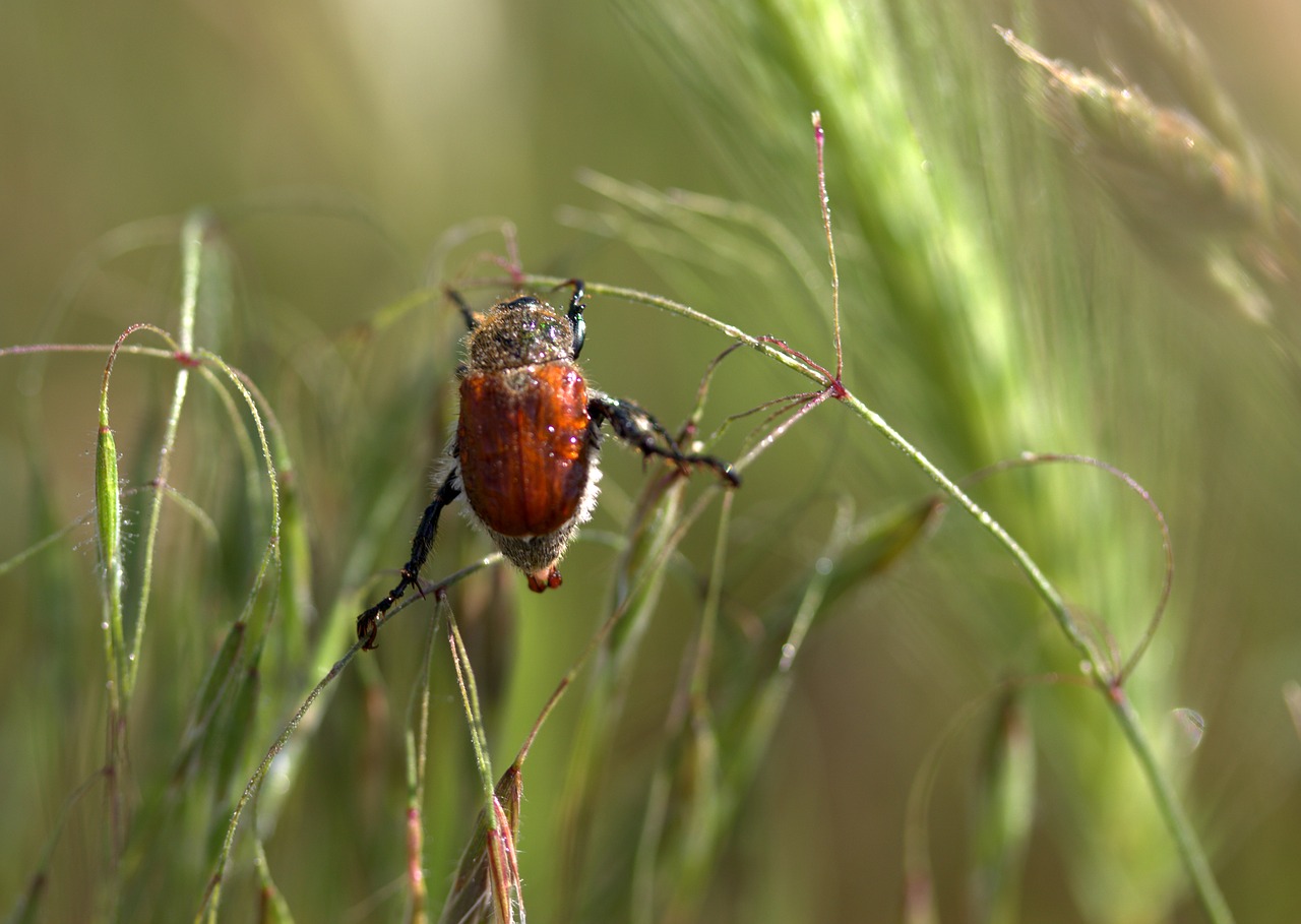 Tarakonas, Raudona, Alpinizmas, Augalas, Nemokamos Nuotraukos,  Nemokama Licenzija