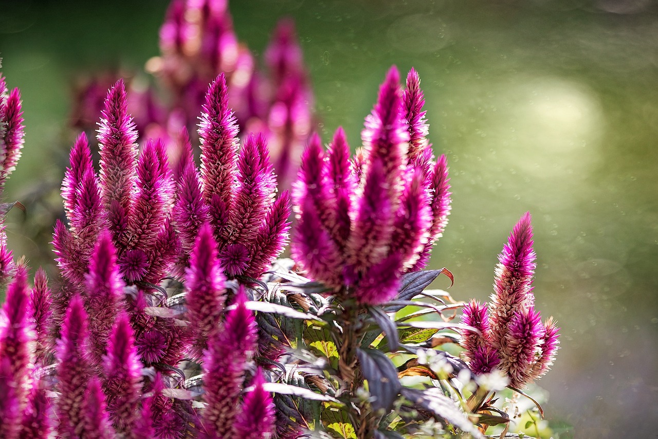 Cockscomb, Celosie, Celosia Argentea, Amaranthaceae Amaranthaceae, Augalas, Gėlė, Raudona, Raudonas Vynas, Gamta, Uždaryti