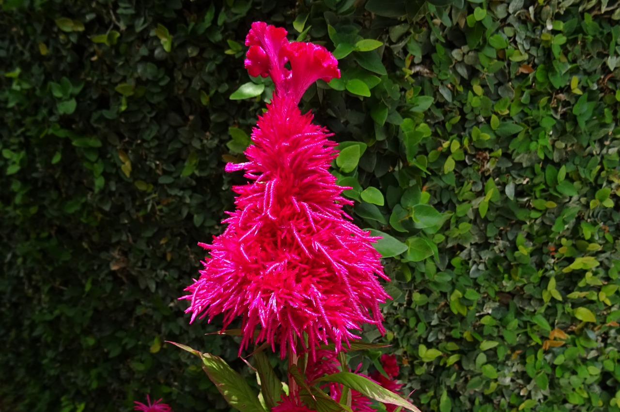 Cockscomb, Gėlė, Flora, Lalmurga, Haolei, Kozhi Poo, Celosia Argentea, Amaranthaceae, Dekoratyvinis, Sodininkystė