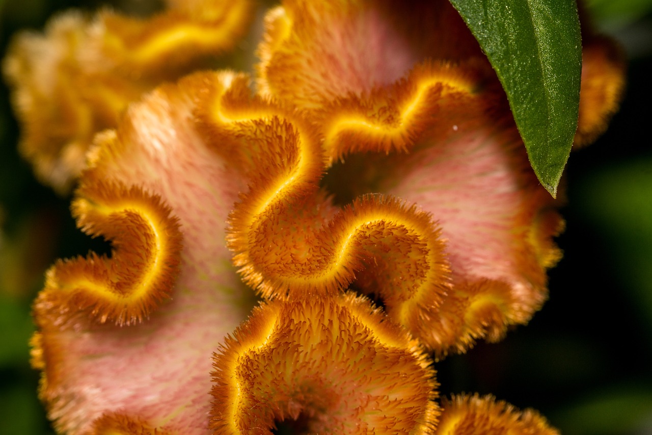 Cockscomb, Celosia Cristata, Augalas, Gėlė, Makro, Gamta, Oranžinė, Gelės Vazonas, Egzotiškas, Nemokamos Nuotraukos