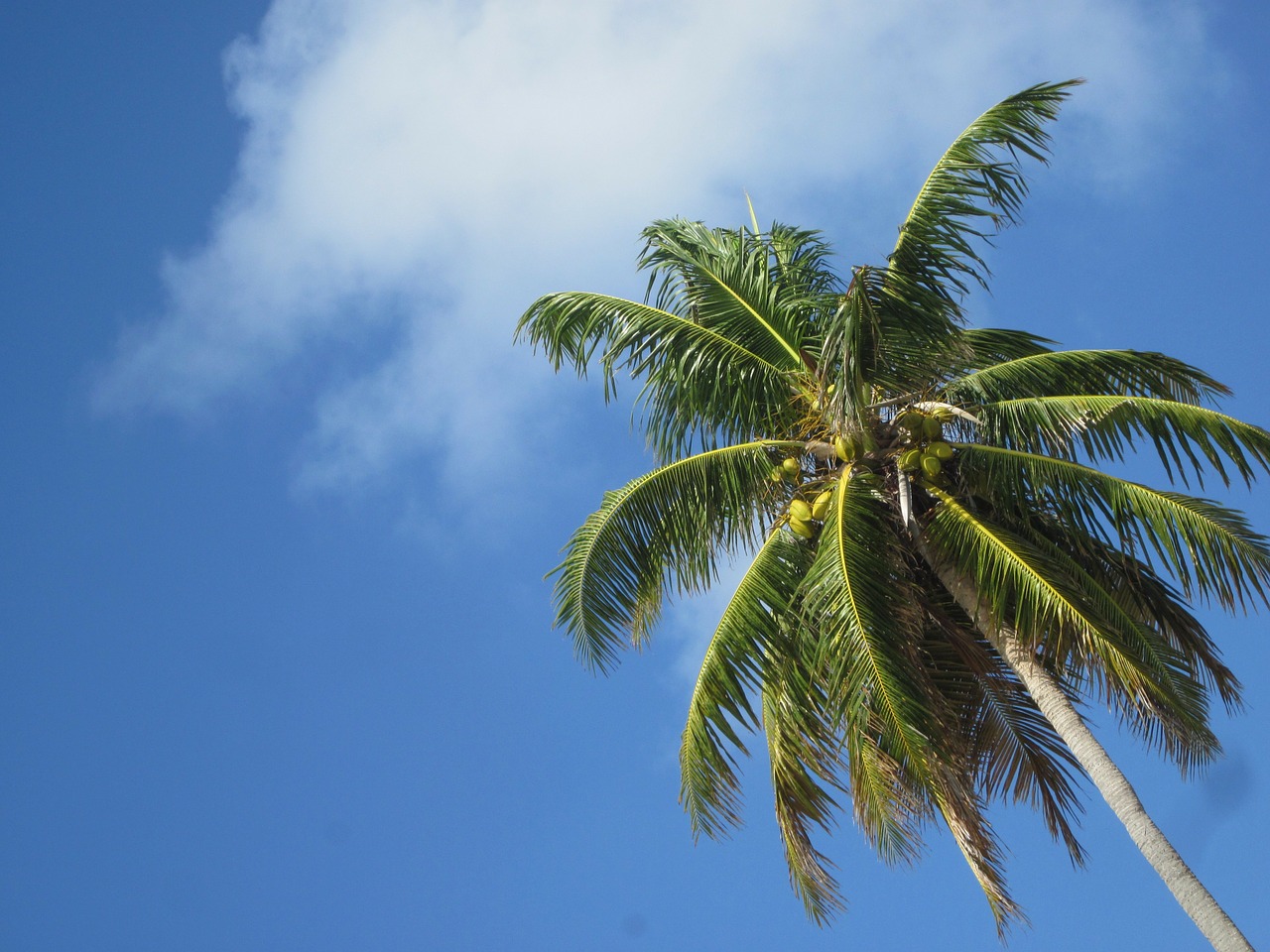 Kokoso, Karibai, Dangus, Nemokamos Nuotraukos,  Nemokama Licenzija
