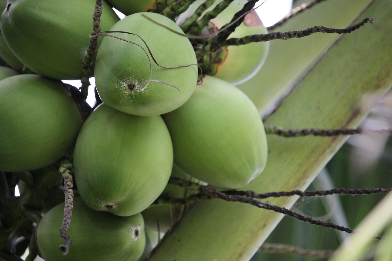 Kokoso, Kokoso Medžiai, Tailandas, Maisto Produktas, Kokoso Kvepalai, Kokoso Sodas, Nemokamos Nuotraukos,  Nemokama Licenzija