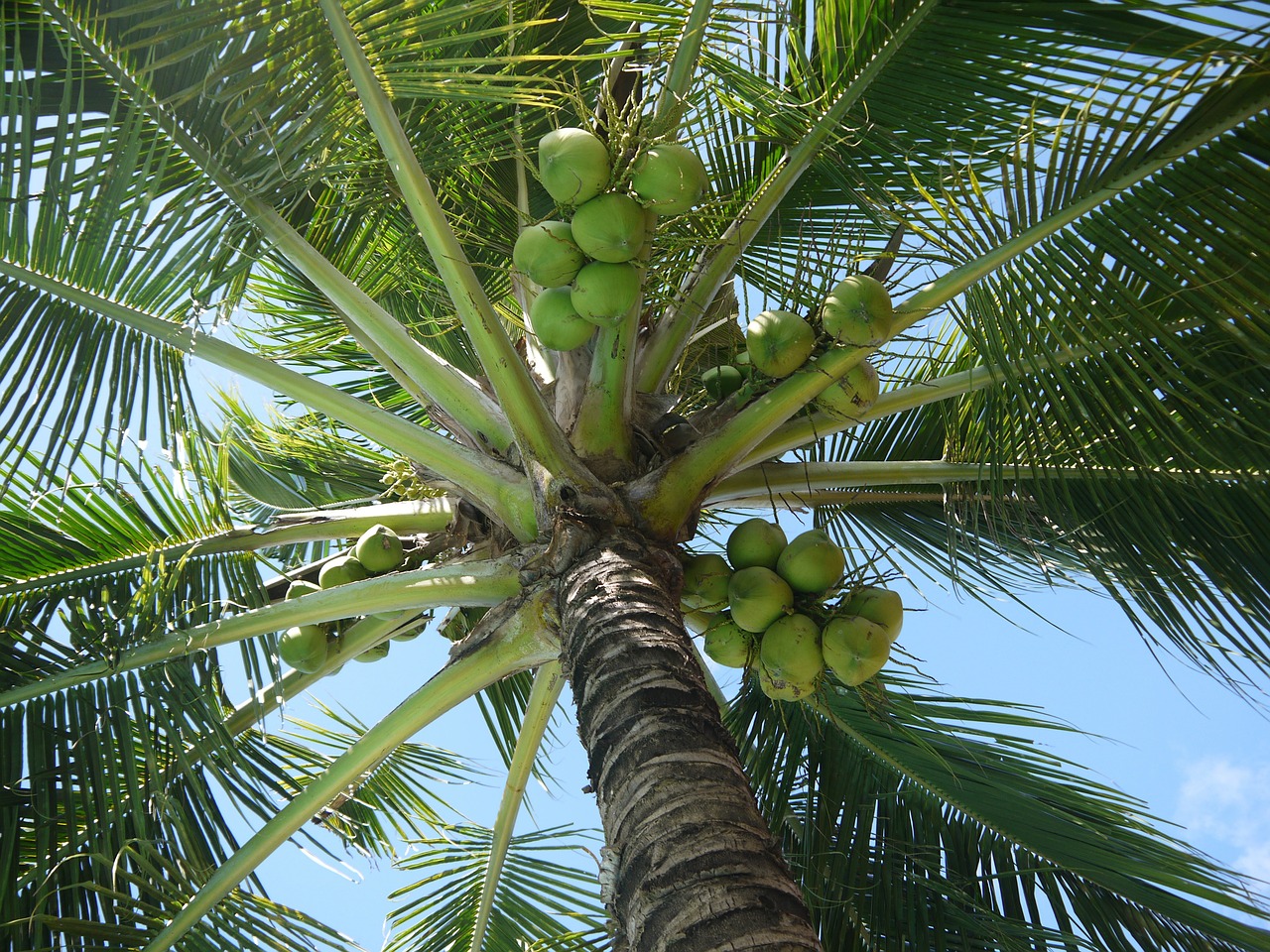 Kokoso, Kokos Nucifera, Medis, Riešutai, Vaisiai, Žalias, Lapai, Filipinai, Flora, Tropinis