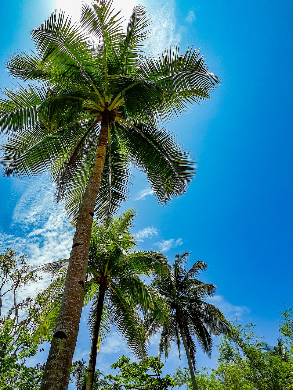 Kokoso,  Pobūdį,  Dangus,  Mėlyna,  Atsipalaiduoti,  Debesis,  Vasara,  Tropical,  Medis,  Žalias