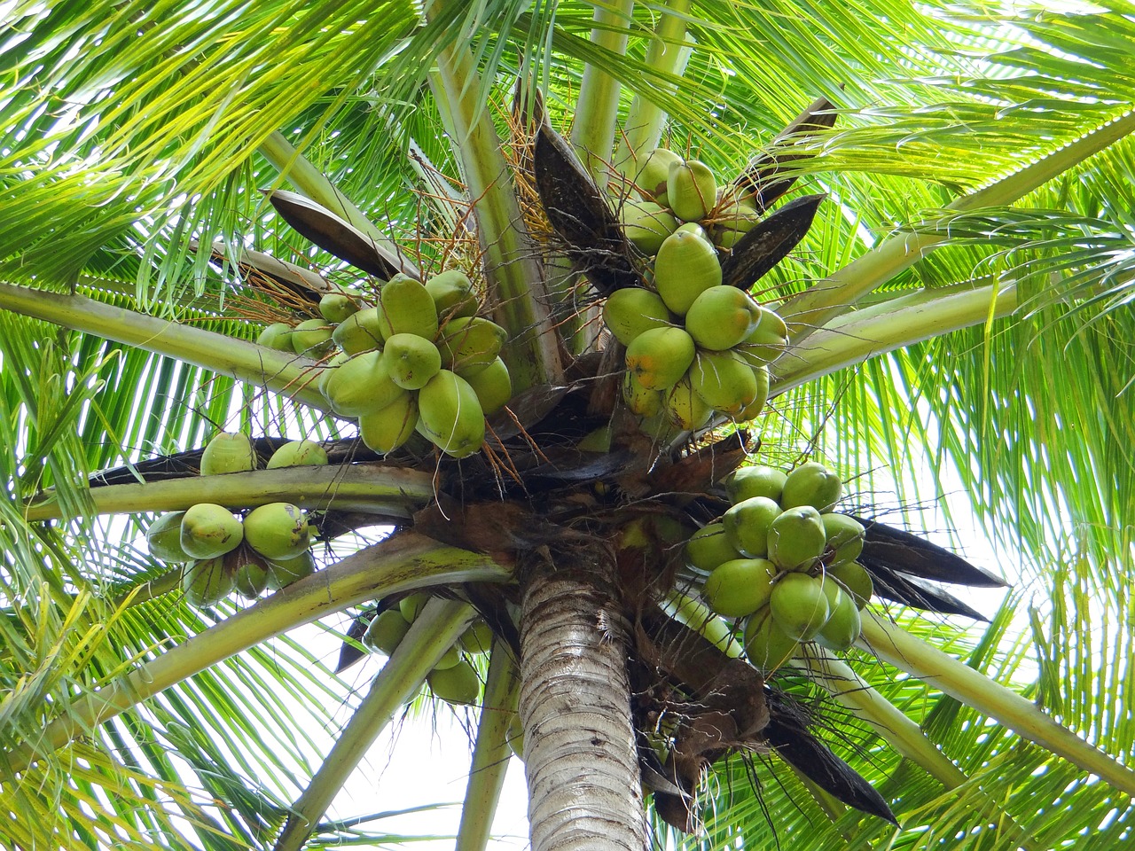 Kokoso Palmių, Dharwad, Indija, Palmė, Medis, Lauke, Aplinka, Bagažinė, Lapai, Filialai