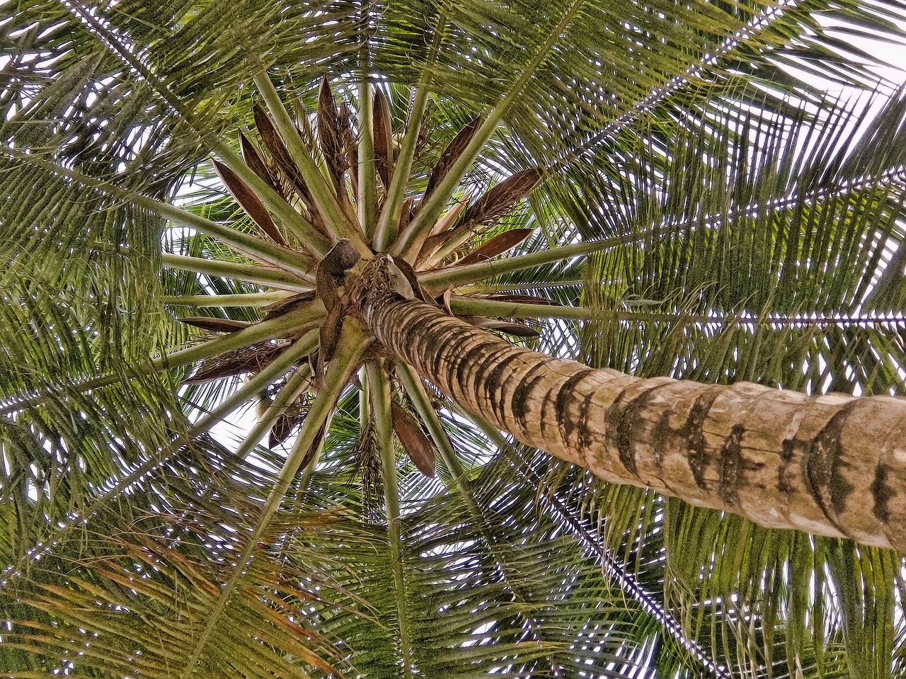 Kokoso Palmių, Kokoso, Medis, Atogrąžų, Nemokamos Nuotraukos,  Nemokama Licenzija