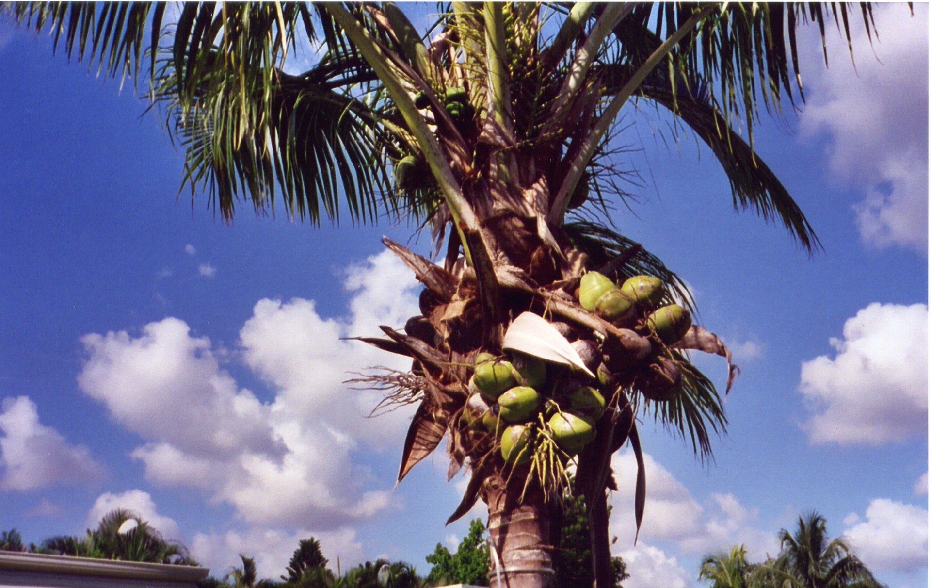 Kokoso,  Delnas,  Medis,  Atogrąžų,  Vaisiai,  Kokoso Palmių Medis, Nemokamos Nuotraukos,  Nemokama Licenzija