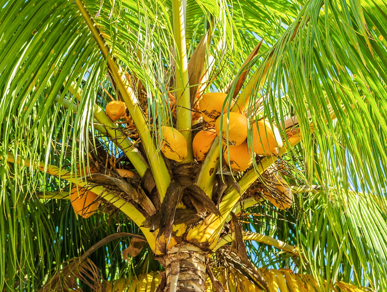 Kokoso Medis, Kokoso Palmių, Vaisiai, Atogrąžų, Tropiniai Vaisiai, Kokoso, Augalas, Nemokamos Nuotraukos,  Nemokama Licenzija