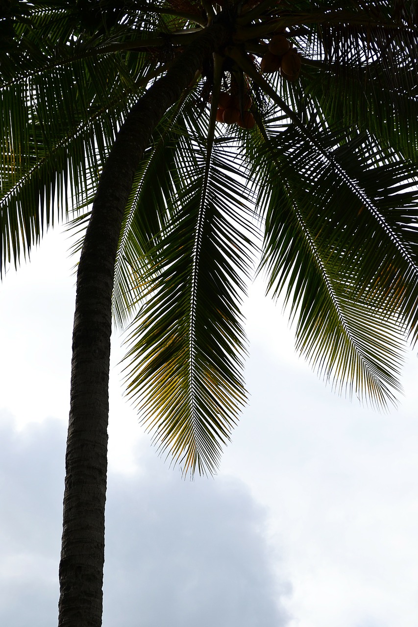 Kokoso Medis, Delnas, Palmė, Palmių Lapelis, Kokoso, Kranto, Jūros Krantas, Šri Lanka, Mawanella, Ceilonas