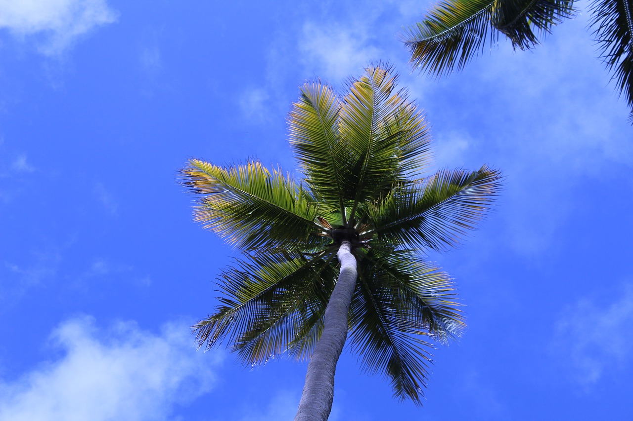 Kokoso Medis, Papludimys, Brazilija, Nemokamos Nuotraukos,  Nemokama Licenzija
