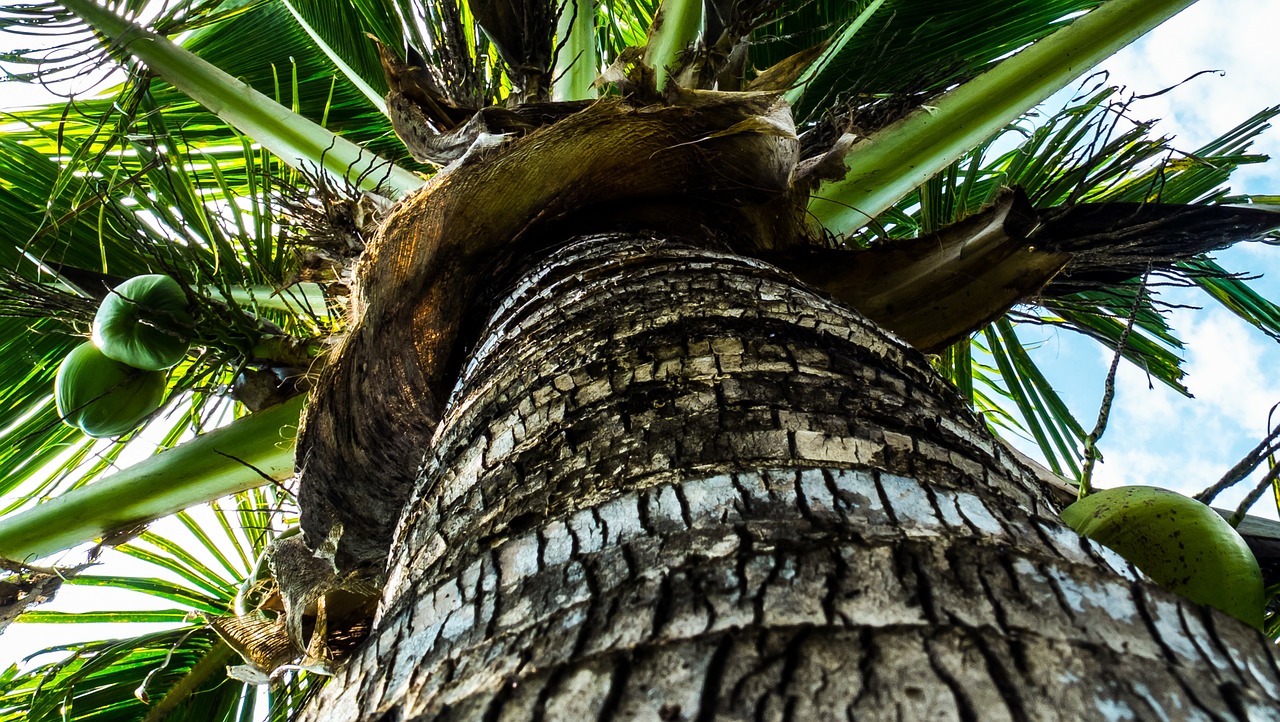 Kokoso Medis, Delnas, Kokosai, Nemokamos Nuotraukos,  Nemokama Licenzija