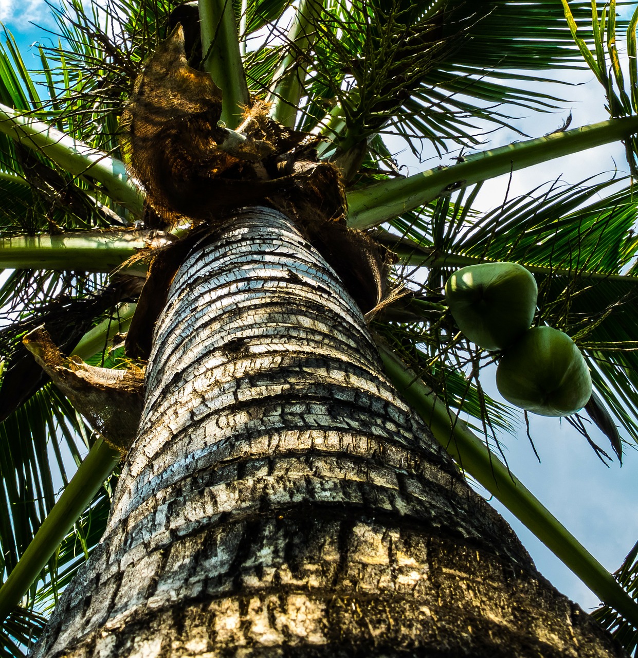 Kokoso Medis, Delnas, Kokosai, Nemokamos Nuotraukos,  Nemokama Licenzija