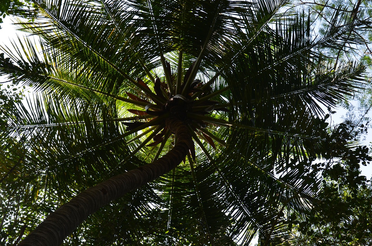 Kokoso Medis, Palmė, Delnas, Augalas, Indija, Skėtis Nuo Saulės, Nemokamos Nuotraukos,  Nemokama Licenzija