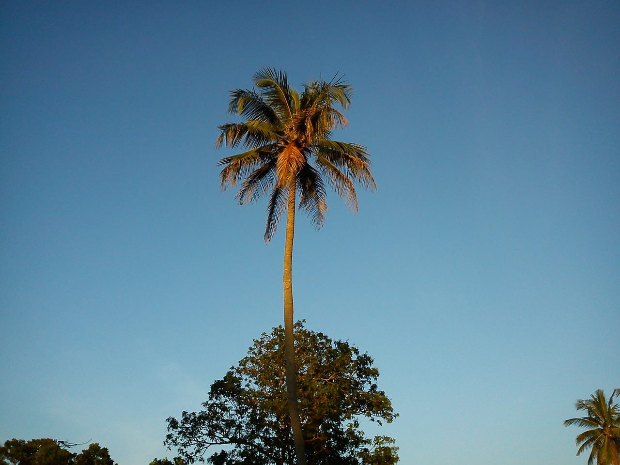 Kokoso Medis, Delnas, Palmė, Gamta, Kokoso, Medis, Dangus, Rojus, Nemokamos Nuotraukos,  Nemokama Licenzija