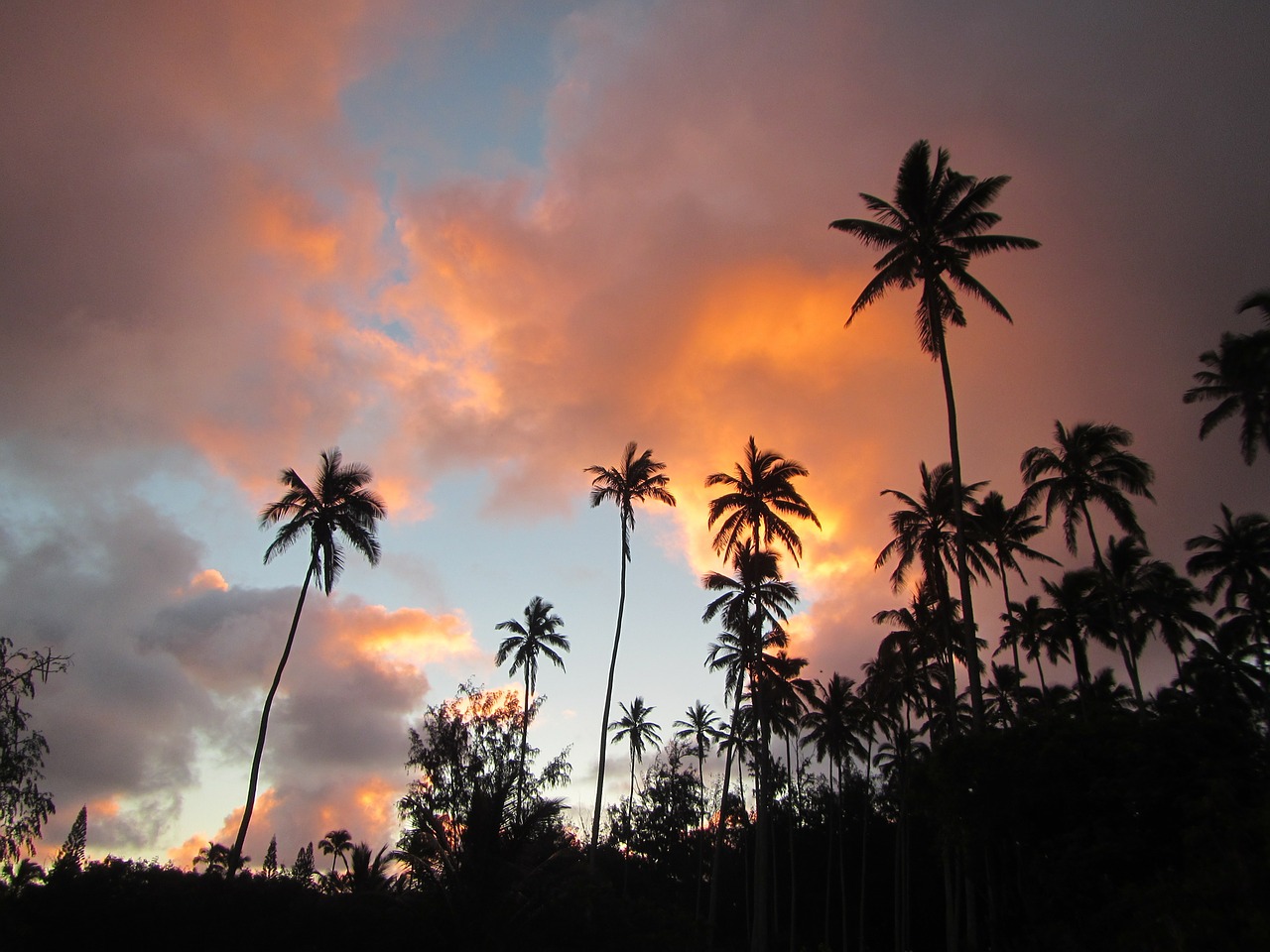 Kokoso Medis, Saulėtekis, Hawaii, Nemokamos Nuotraukos,  Nemokama Licenzija