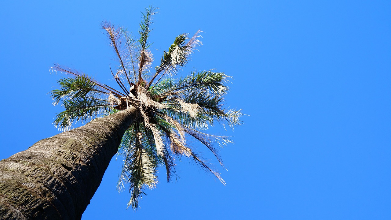 Kokoso Medis, Medis, Dangus, Mėlynas, Nemokamos Nuotraukos,  Nemokama Licenzija