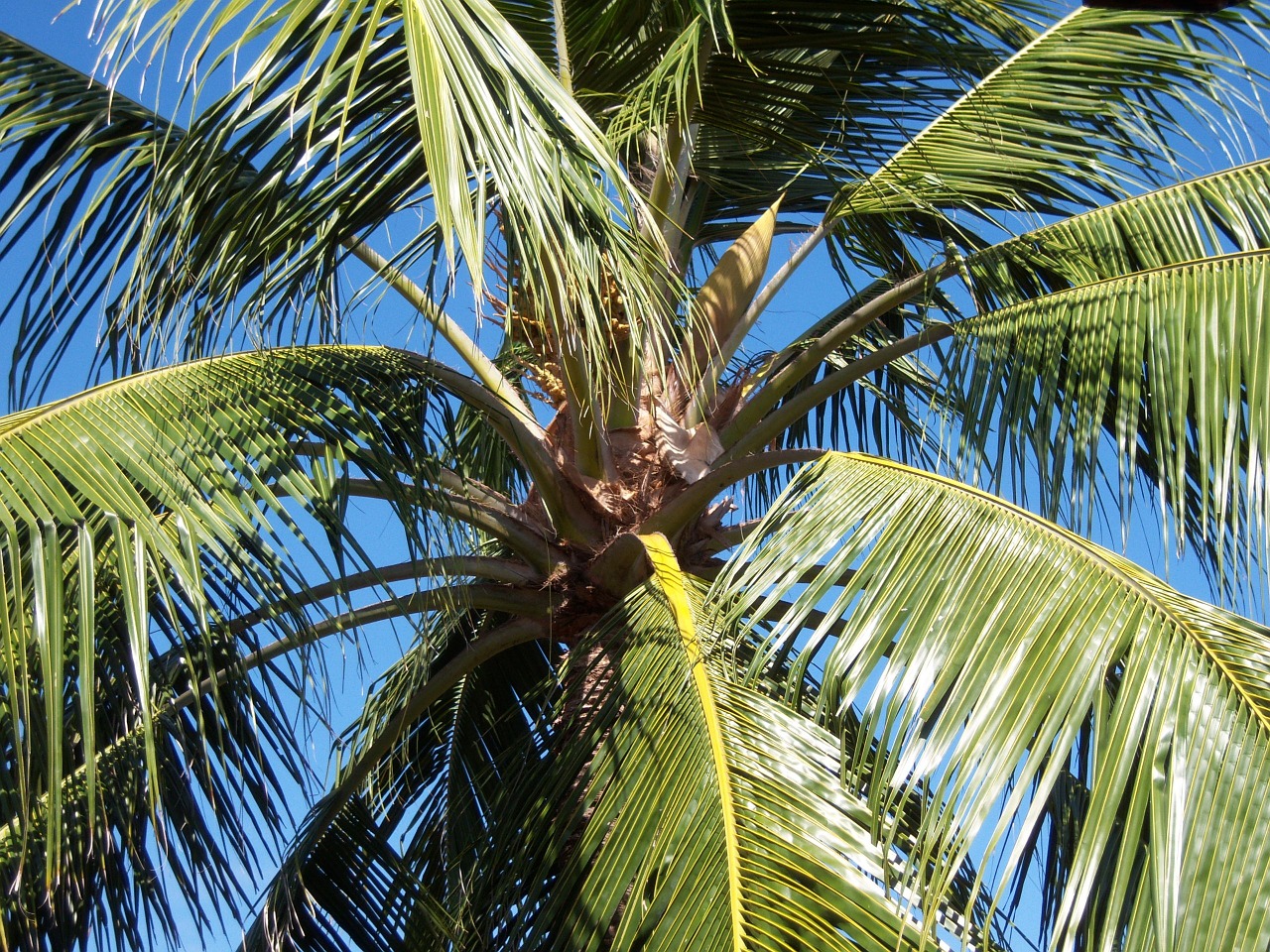 Kokoso Medis, Karibai, Mėlynas Dangus, Delnas, Girnas, Gamta, Šventė, Atostogų Rojus, Jamaika, Spalvingas