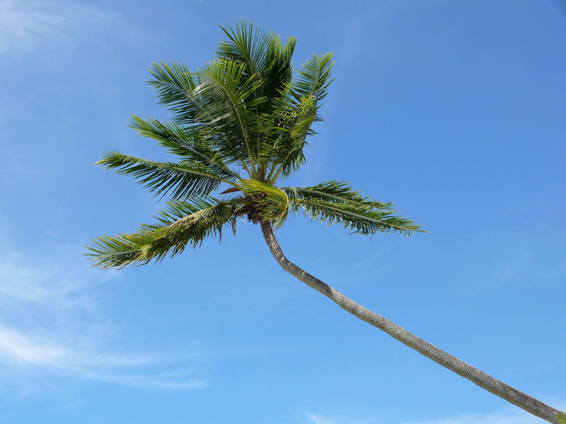 Kokoso & Nbsp,  Medis,  Tahiti,  Kokoso Medis, Nemokamos Nuotraukos,  Nemokama Licenzija