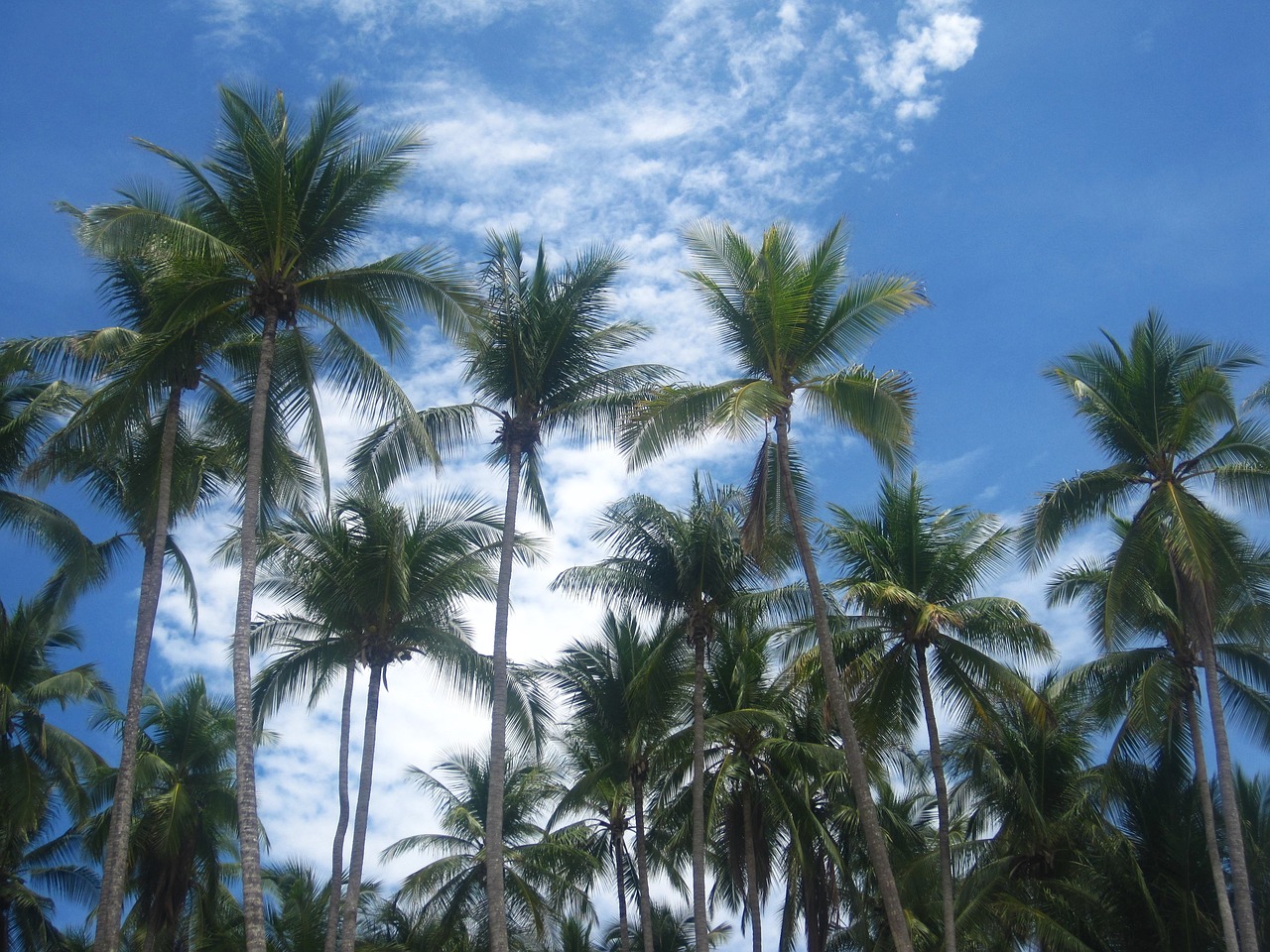 Kokoso Medžiai, Kosta Rika, Girnas, Kokoso, Egzotiškas, Atogrąžų, Botanika, Augalas, Medžiai, Kokosų Palmės