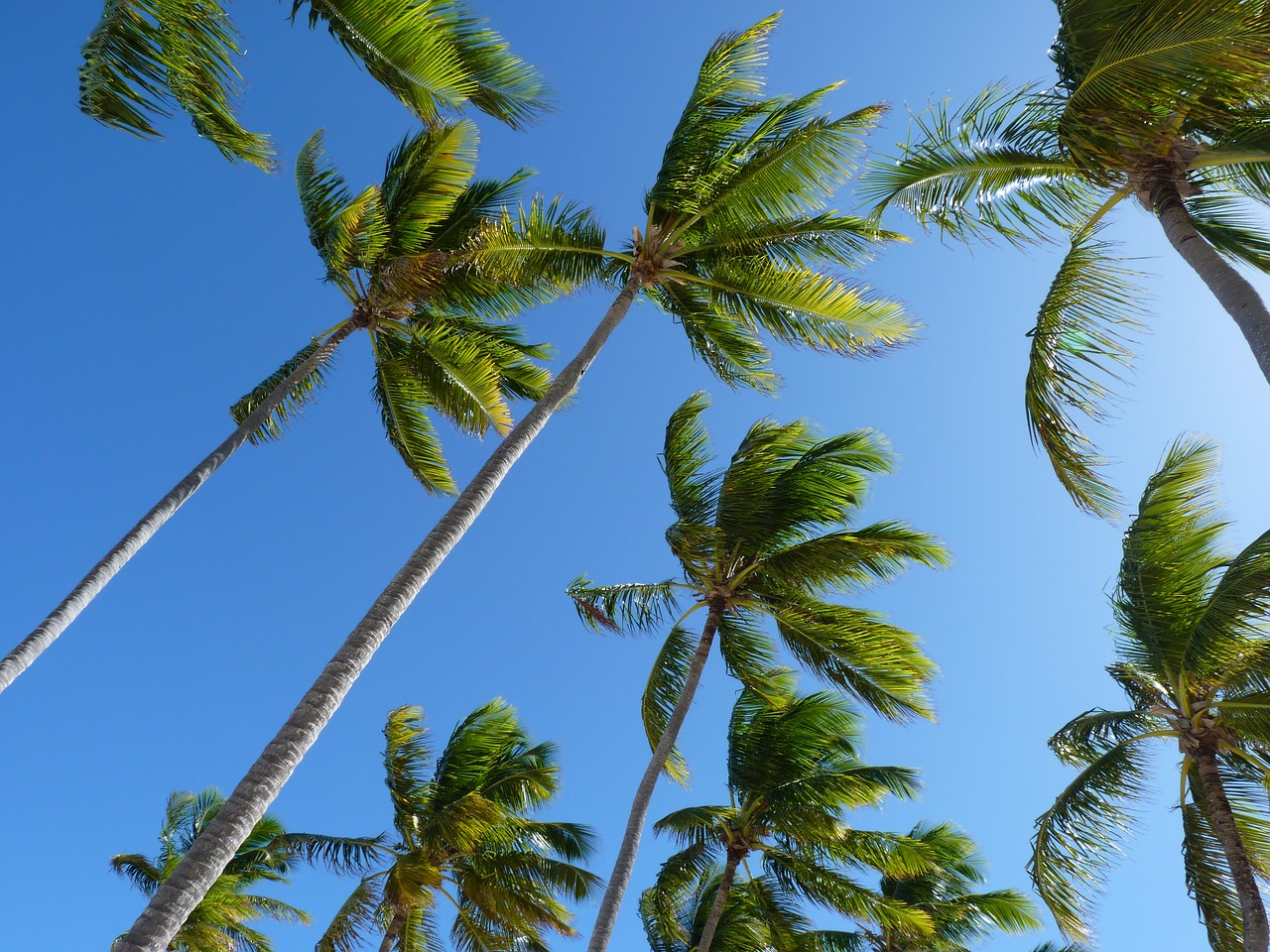 Kokoso Medžiai, Medžiai, Delnas, Karibai, Nemokamos Nuotraukos,  Nemokama Licenzija