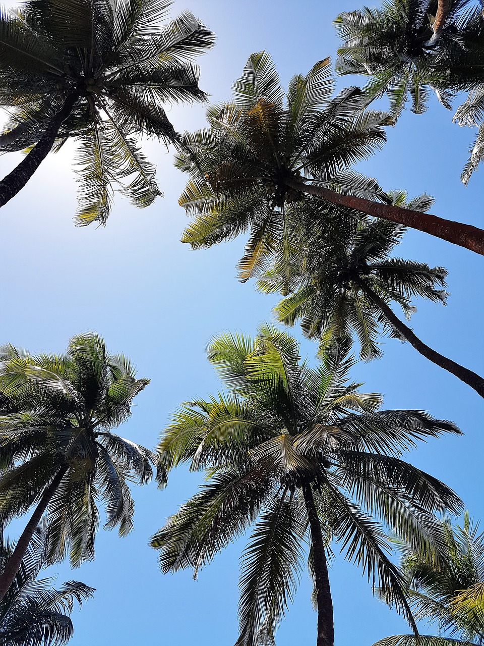 Kokoso Medžiai, Palmės, Dangus, Nemokamos Nuotraukos,  Nemokama Licenzija