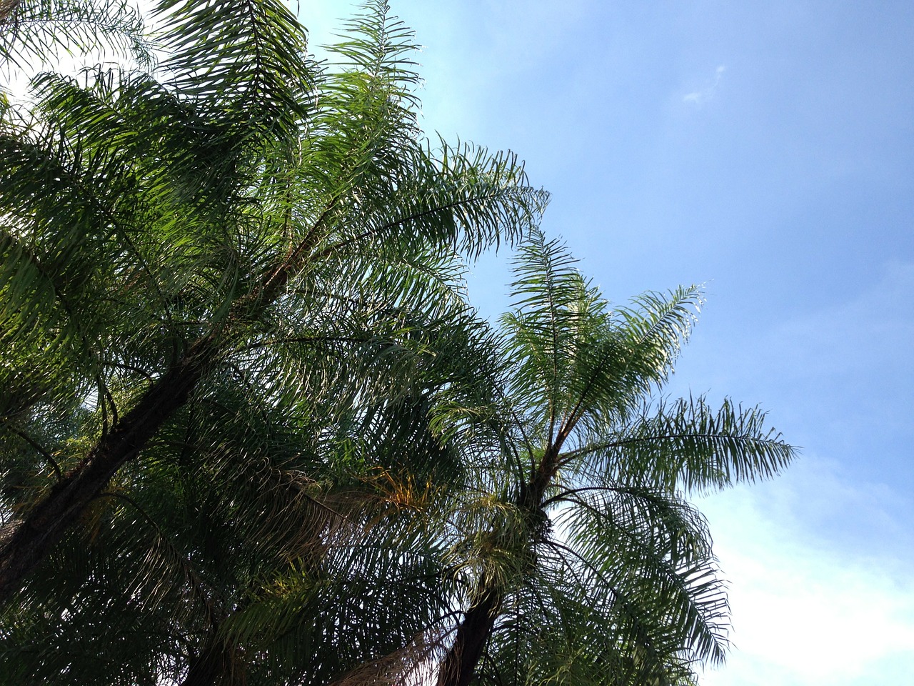 Kokoso Medžiai, Dangus, Šešėlis, Nemokamos Nuotraukos,  Nemokama Licenzija