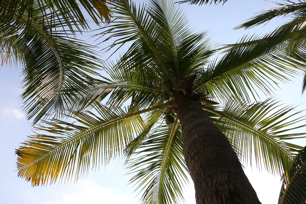 Kokoso Palmių,  Augalų,  Kraštovaizdis, Nemokamos Nuotraukos,  Nemokama Licenzija