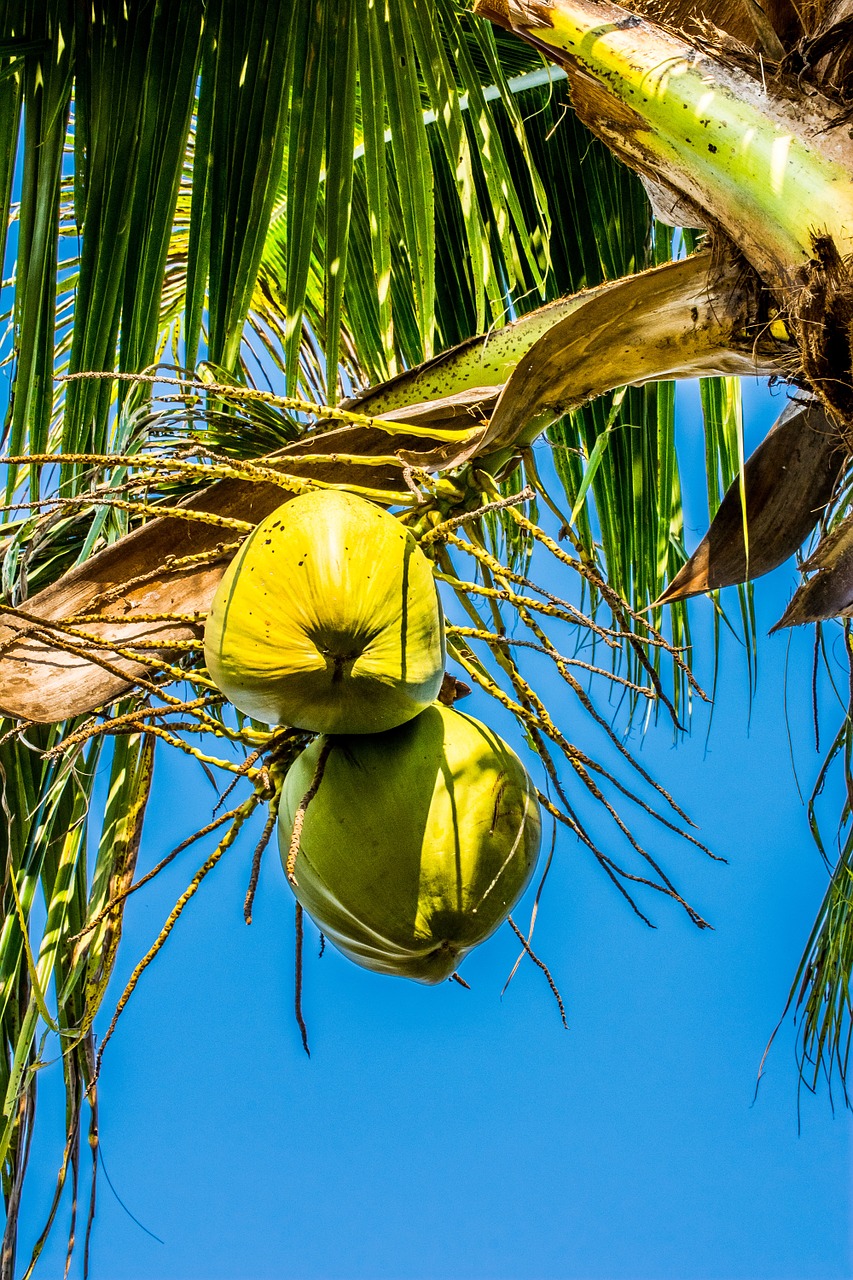 Kokosai, Kokoso, Kokoso Medis, Nemokamos Nuotraukos,  Nemokama Licenzija