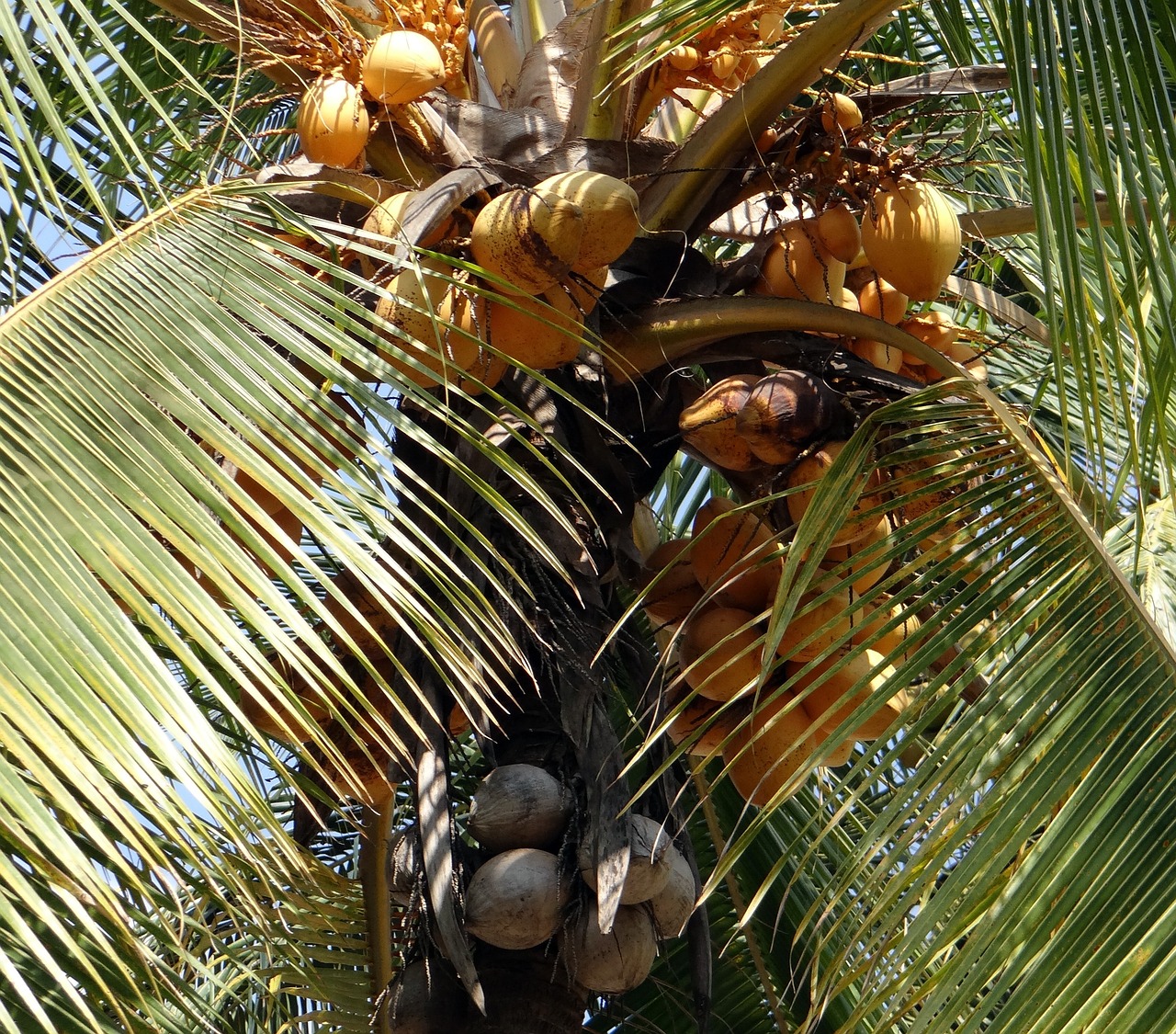 Kokosai, Malajiečių, Kokos Nucifera, Kokoso Medis, Kokoso Lukštas, Indija, Nemokamos Nuotraukos,  Nemokama Licenzija
