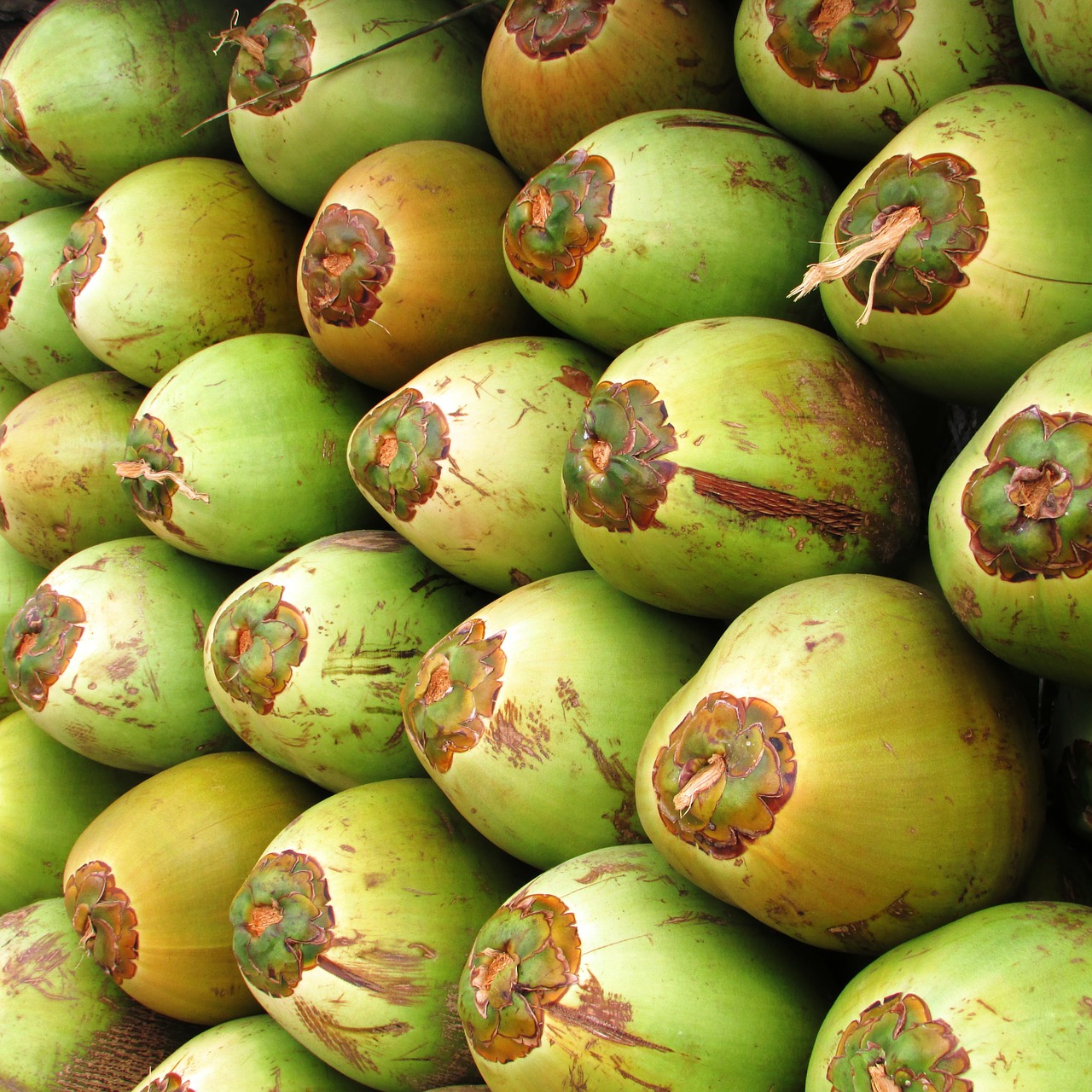 Kokosai, Vaisiai, Kokoso, Žalias, Sėkla, Drupe, Atogrąžų, Egzotiškas, Shiggaon, Indija