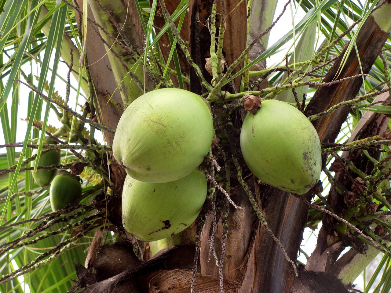 Kokosai, Vaisiai, Vaisiai, Žalumos, Žalias, Kokoso Medis, Brazilija, Gamta, Nemokamos Nuotraukos,  Nemokama Licenzija