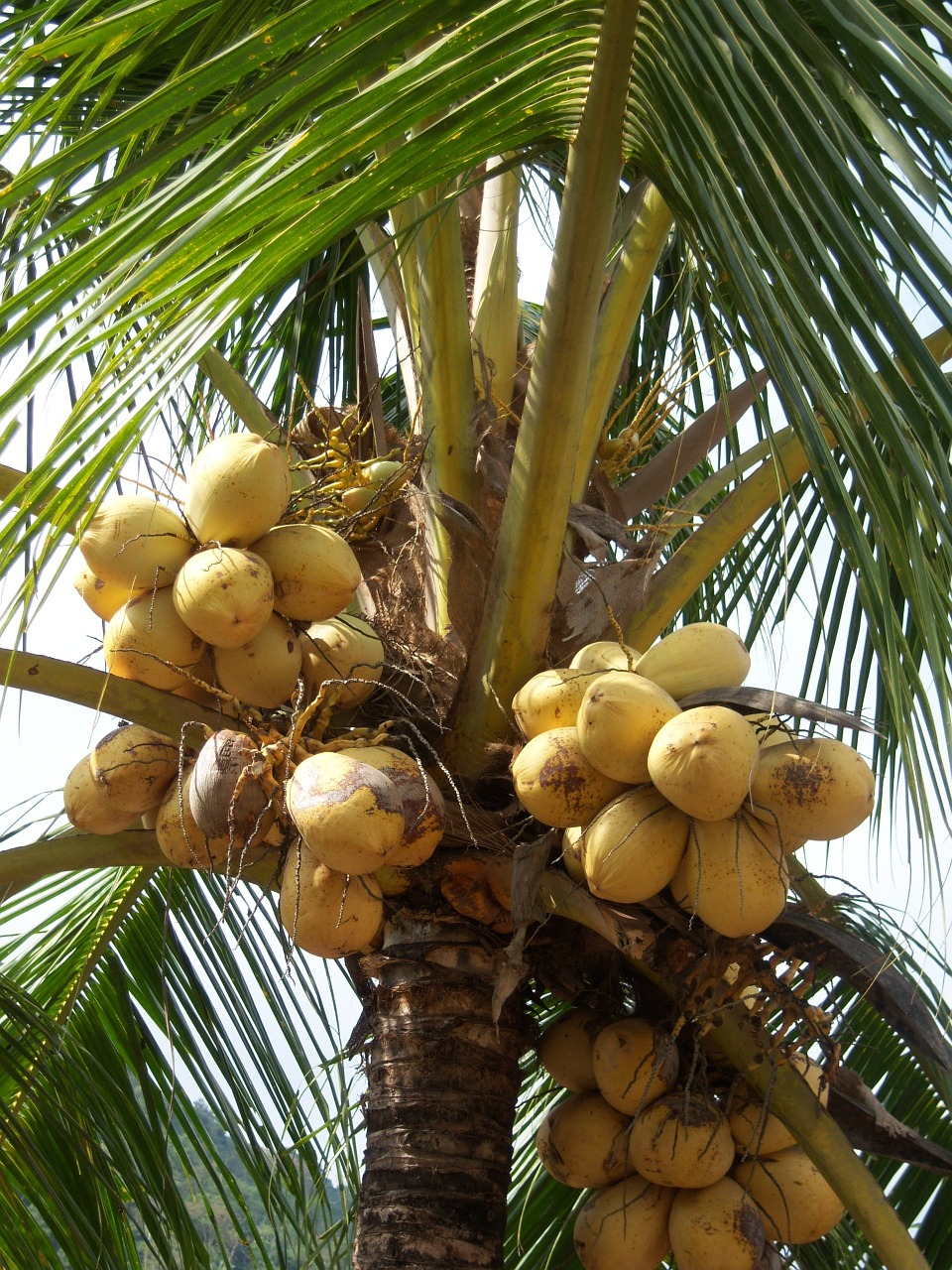 Kokosai, Delnas, Girnas, Karibai, Jamaika, Kokoso Medis, Kokoso, Egzotiškas, Kokoso Pluoštai, Palmių Žiedas