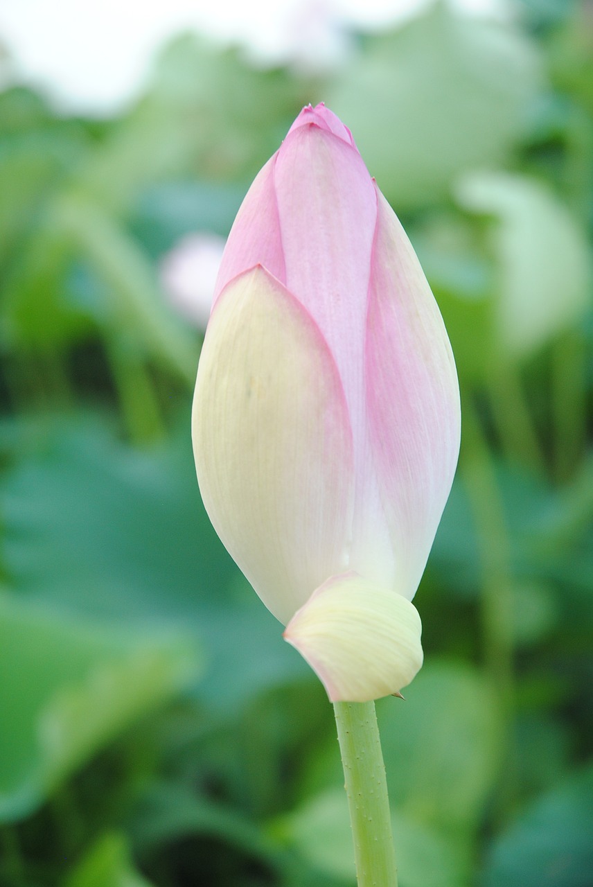 Kokonas,  Bud,  Lotuso Gėlė,  Japonija,  Gėlė,  Augalų,  Pobūdį,  Lotus,  Gėlės,  Tvenkinys