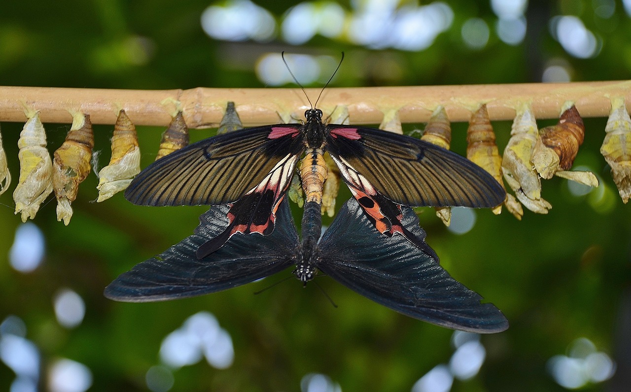 Kokonai, Drugeliai, Lerva, Lervos, Vabzdžių Lervos, Makro, Gamta, Parides Iphidamas, Drugelis, Papilionidae