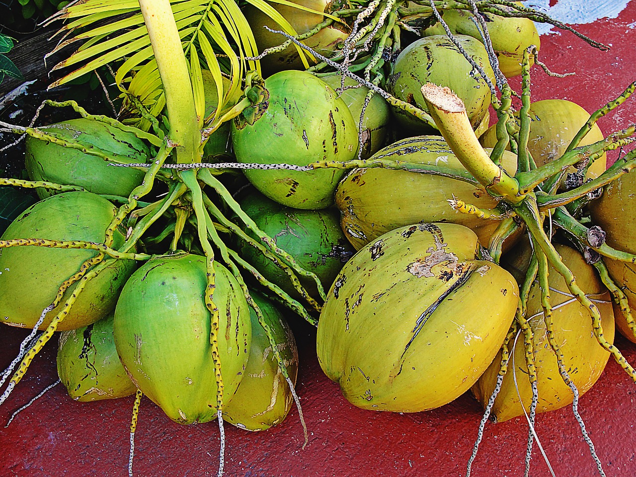 Kokosai, Vaisiai, Žalia Puokštė Kokosai, Nemokamos Nuotraukos,  Nemokama Licenzija