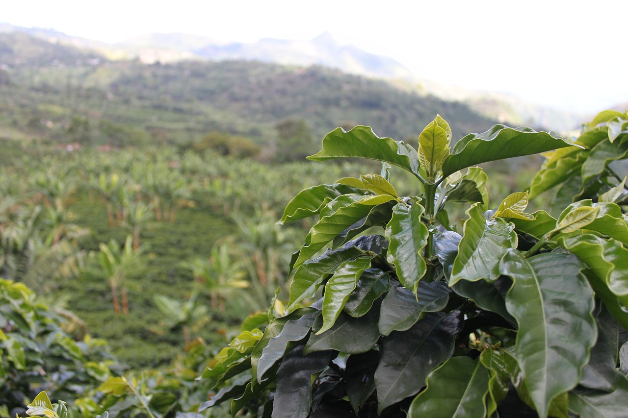 Kava, Kolumbija, Žalias, Kavos Grūdai, Derlius, Aromatas, Kavinė Colombia, Kraštovaizdis, Nemokamos Nuotraukos,  Nemokama Licenzija