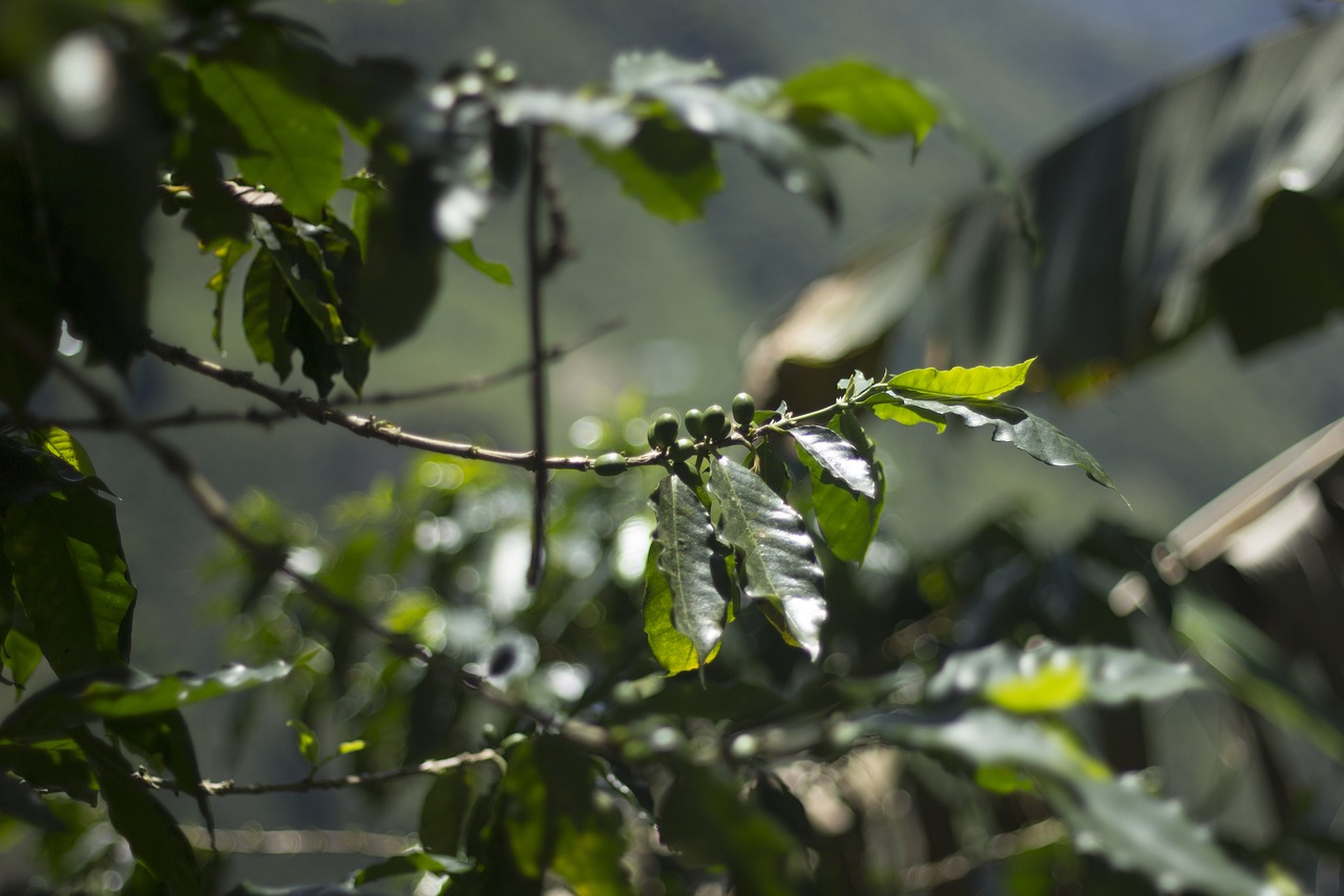 Kava, Coffe, Grūdai, Laukas, Nemokamos Nuotraukos,  Nemokama Licenzija